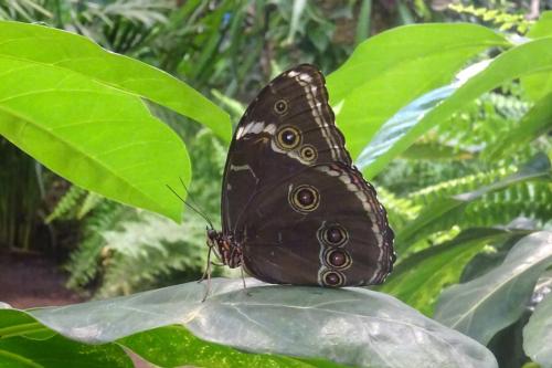 Morpho helenor